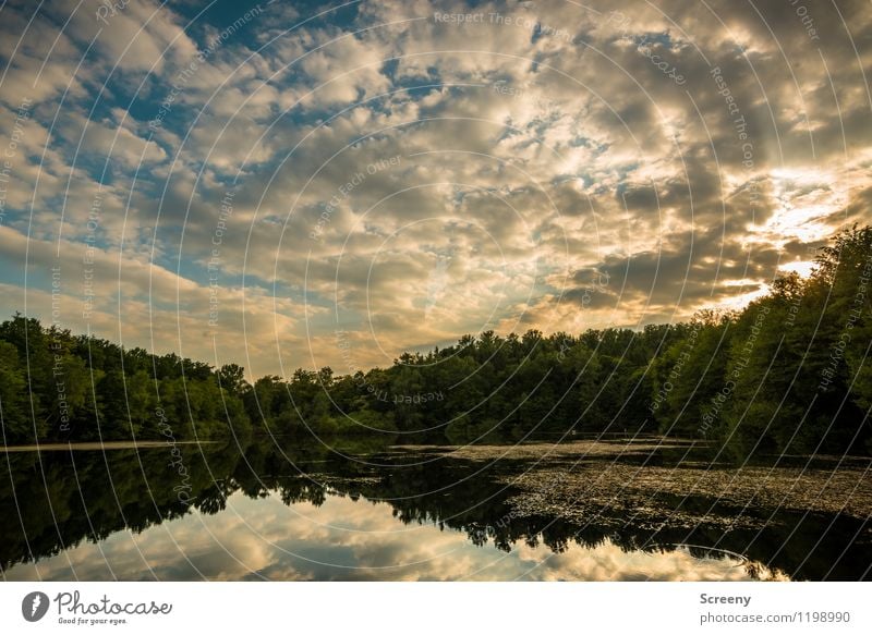 Goldene Stunde am See Natur Landschaft Pflanze Luft Wasser Himmel Wolken Sonne Sonnenaufgang Sonnenuntergang Sonnenlicht Frühling Sommer Schönes Wetter Baum