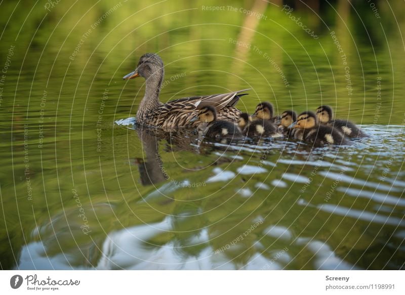 Familienausflug Natur Landschaft Pflanze Tier Wasser Frühling Sommer Teich See Wildtier Flügel Ente Entenküken Tiergruppe Tierjunges Tierfamilie