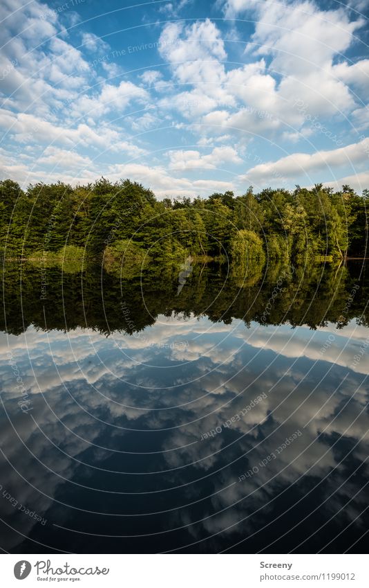 Gespiegelt... Natur Landschaft Pflanze Luft Wasser Himmel Wolken Frühling Sommer Schönes Wetter Baum Sträucher Teich See blau grün weiß Gelassenheit geduldig