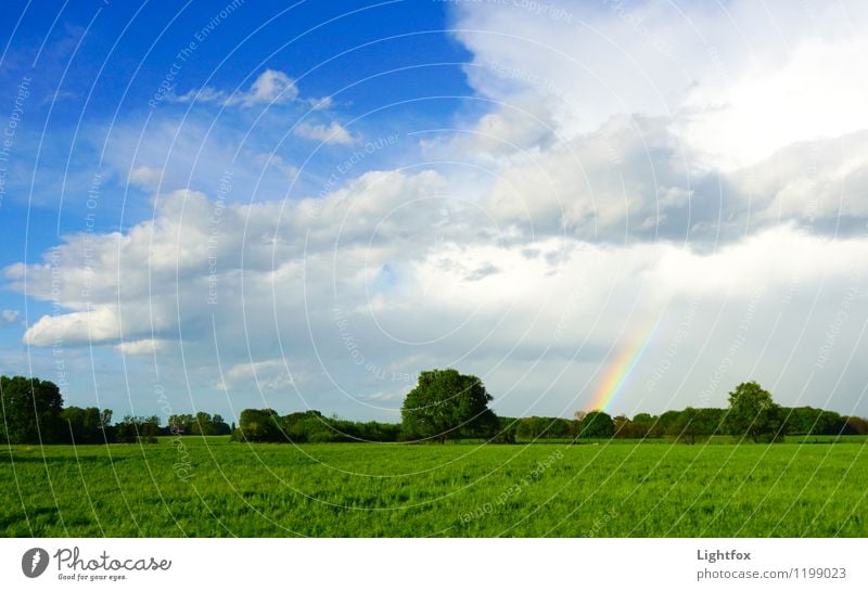 Regen bringt Segen Umwelt Natur Landschaft Pflanze Urelemente Wasser Schönes Wetter schlechtes Wetter Gewitter Wiese Feld Reinigen Umarmen Wachstum ästhetisch