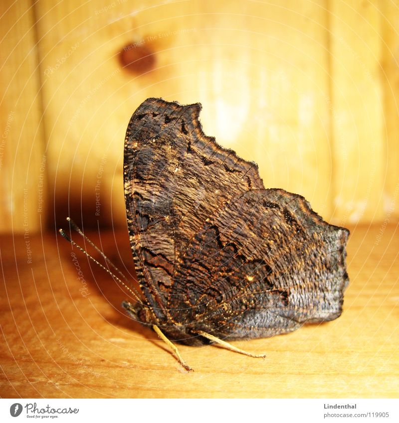 Schmetterling von außen Fühler Holz Flügel Beine Balken