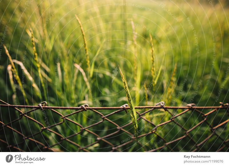 Grashalm wächst durch die Maschen im Maschendrahtzaun Umwelt Natur Pflanze Sommer Schönes Wetter Sträucher Wiese Feld Garten Zaun Grasland Rost rennen Bewegung