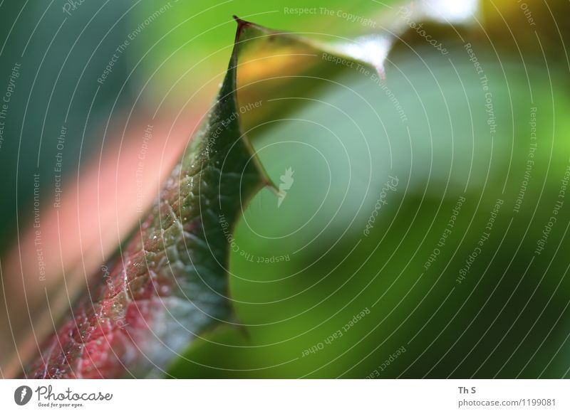 Blatt Natur Pflanze Frühling Herbst Winter Bewegung Blühend ästhetisch authentisch einfach elegant natürlich gelb grün rosa rot Gelassenheit geduldig ruhig