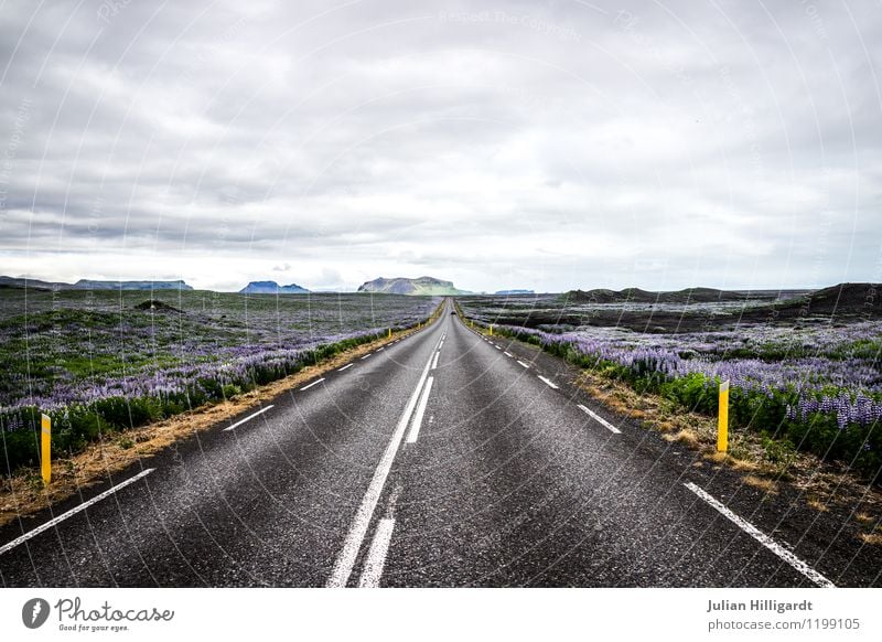 schwarze Straße im Blumenmeer Lifestyle Ferien & Urlaub & Reisen Ausflug Abenteuer Ferne Umwelt Natur Landschaft Himmel Wolken Pflanze Verkehr Verkehrswege