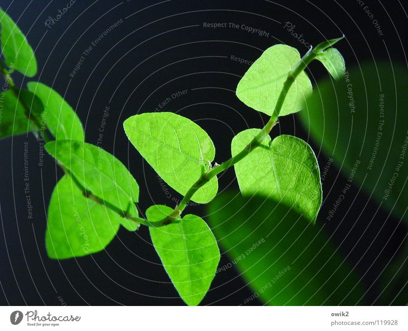 Ficus pumila Dekoration & Verzierung Wohnzimmer Natur Pflanze Frühling Blatt Feige dünn authentisch klein nah natürlich grün schwarz Idylle Kletterpflanzen