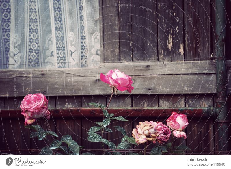 Kleines Glück Rose Vorhang Tüll rosa Vergänglichkeit Schrebergarten Fenster Blume Pflanze Erinnerung Trauer Garten Park Herbst Spitze verblüht Gartenhaus früher