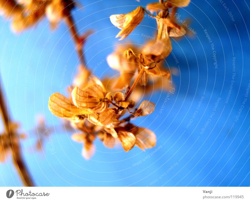 herbstlich II Pflanze Blume zart zerbrechlich Blüte Blütenblatt leicht Faser Stengel Verfall Herbst welk Makroaufnahme Nahaufnahme Natur sanft alt blau