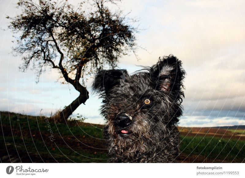 wachsamer Hund und Apfelbaum auf einem Feld Hundekopf Hundeblick Haustier 1 beobachten Blick Hütehund Hundeschnauze Wachsamkeit Erwartung lustiger hund