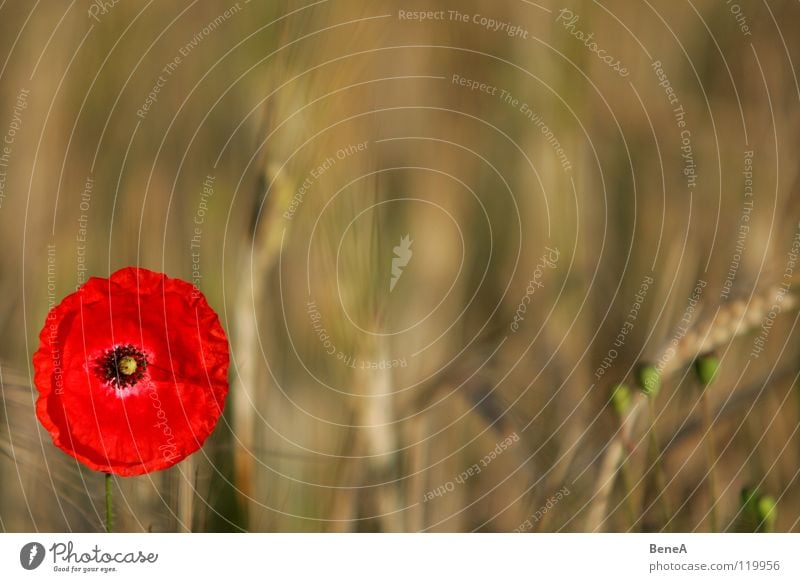 Moooooohn Mohn Klatschmohn Schlafmohn Blume Blüte Mohnblüte Pflanze Feld Natur Landwirtschaft Wachstum Reifezeit Lebensmittel Ernährung Biologie ökologisch