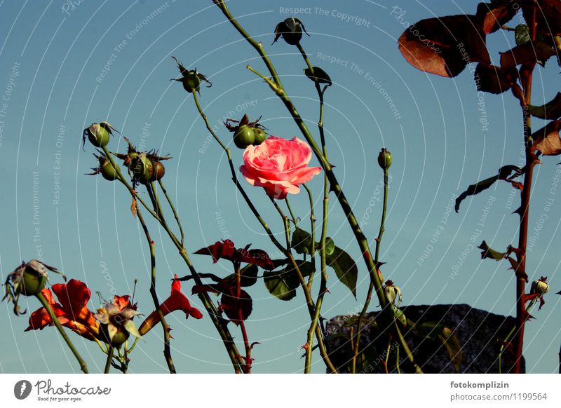 letzte rose Pflanze Blume Rose Blüte alt rosa Romantik schön Vergänglichkeit verblüht Traurigkeit Außenaufnahme