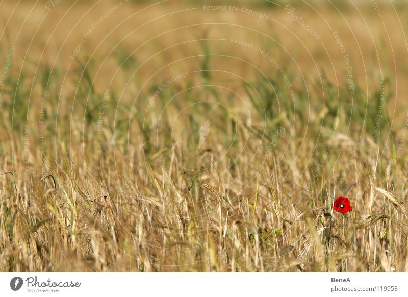 Mooooooohn Mohn Klatschmohn Schlafmohn Blume Blüte Mohnblüte Pflanze Feld Natur Landwirtschaft Wachstum Reifezeit Lebensmittel Ernährung Biologie ökologisch