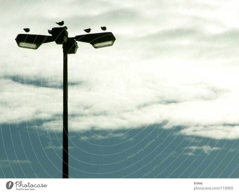 Wer fliegt mal eben 'ne Kiste Würmer holen? Laterne Lampe Landeplatz Flugplatz Sicherheit Vogel Tier Federvieh Wolken türkis Frieden Strrahler Beleuchtung