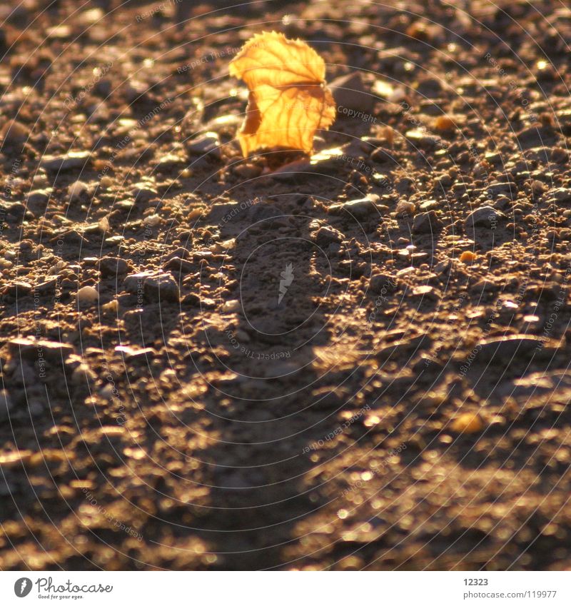 evening star Abendsonne Herbst Blatt Strahlung Vergänglichkeit ruhig Gelassenheit Kraft Zufriedenheit Trauer Verzweiflung Himmelskörper & Weltall gold