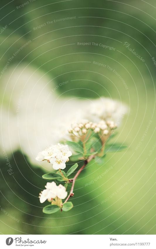 Sommer, wo bleibst du? Natur Pflanze Frühling Sträucher Blatt Blüte Zweig Garten Blühend weich grün weiß Farbfoto mehrfarbig Außenaufnahme Nahaufnahme