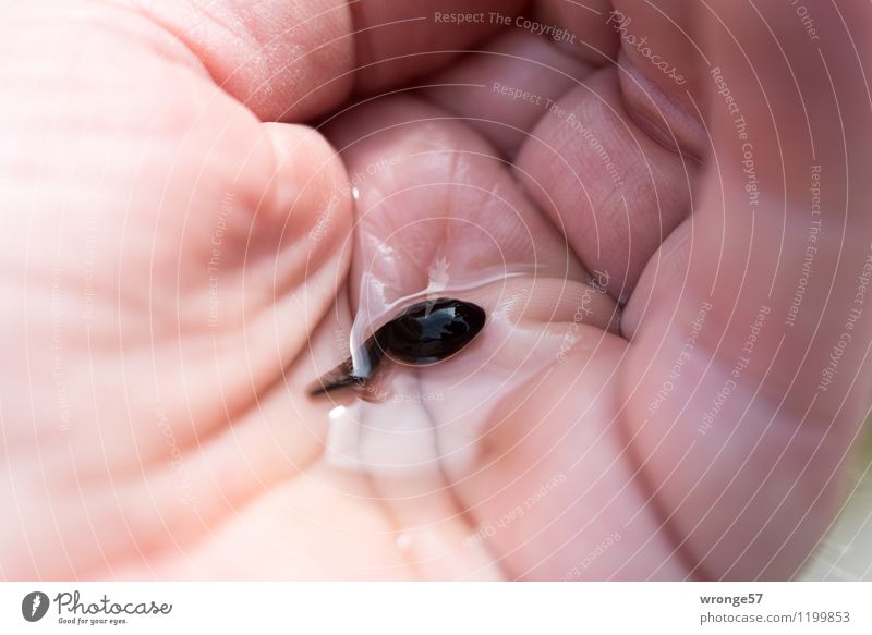 Quappe Tier Wildtier Kaulquappe 1 Tierjunges beobachten Wachstum rosa schwarz Lurch Frosch Kröte Amphibie klein Farbfoto Gedeckte Farben Außenaufnahme