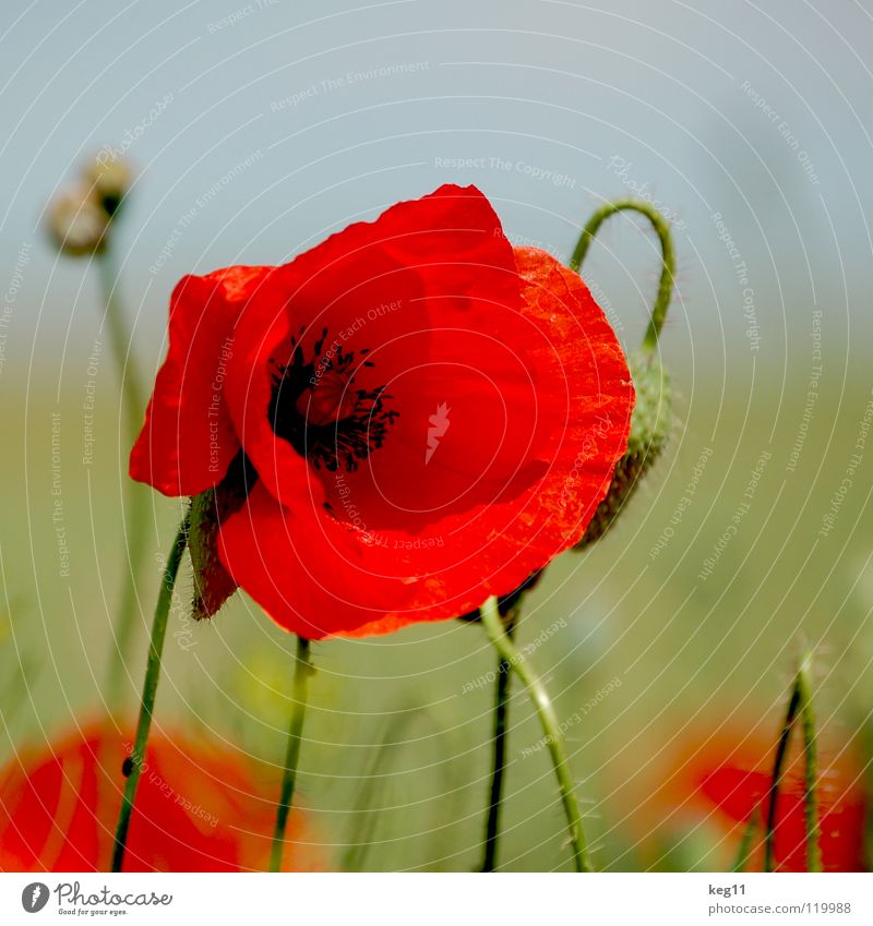 Stürmischer Mohn Blume grün Gras Freizeit & Hobby rot nah schwarz mehrfarbig Sommer Wiese Mai Juni Makroaufnahme Nahaufnahme Pflanze Natur Erholung