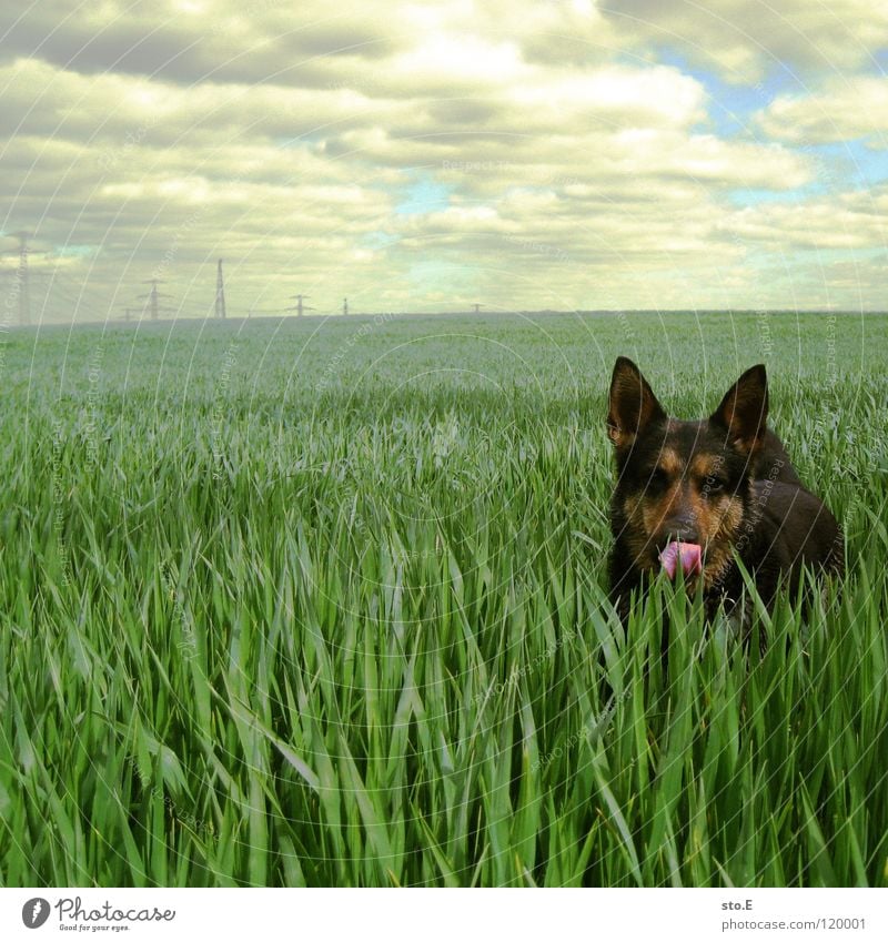 verspielt pt.1 Hund Tier Spielen Jäger Treue anhänglich groß Kraft stark Geschwindigkeit niedlich süß Wiese Freundlichkeit dumm tollpatschig Verhalten Fell