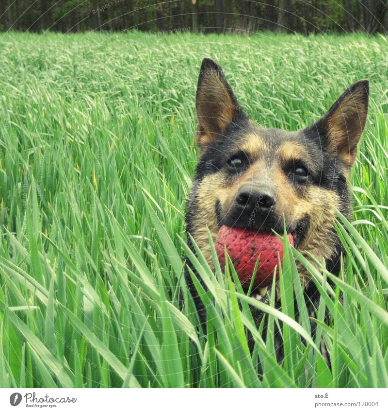 verspielt pt.2 Hund Tier Spielen Jäger Treue anhänglich Freundschaft groß Kraft stark Geschwindigkeit niedlich süß Wiese Freundlichkeit dumm tollpatschig