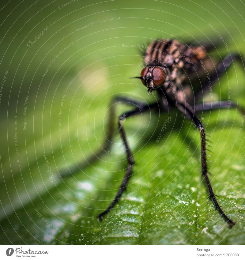 Ich seh dich Natur Pflanze Tier Sonne Sonnenlicht Frühling Sommer Fliege Biene Schmetterling Käfer 1 fliegen genießen Farbfoto mehrfarbig Außenaufnahme