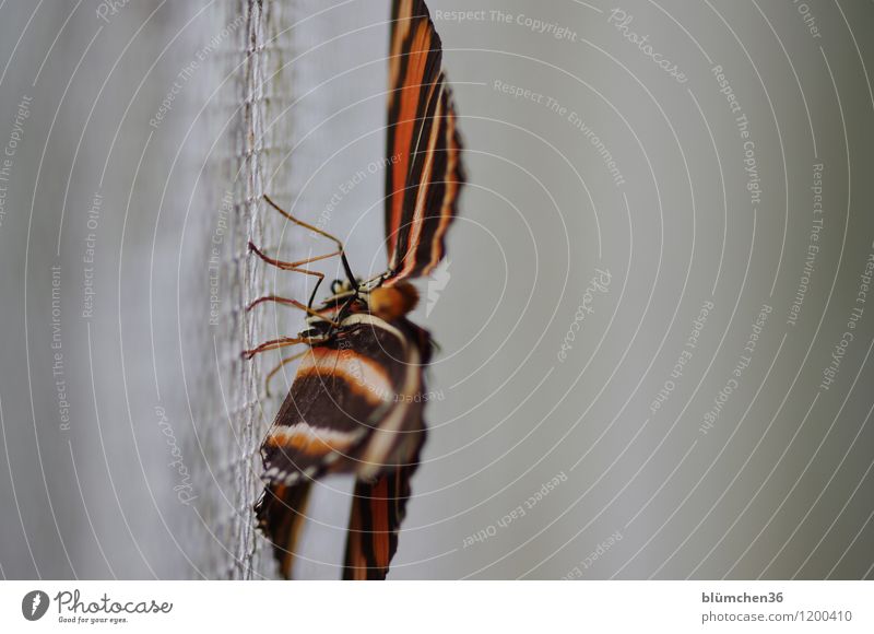 abhängen Tier Wildtier Schmetterling Flügel Gliederfüßer Insekt Lebewesen hocken ästhetisch schön natürlich mehrfarbig gestreift Beine Gitter sitzen Perspektive