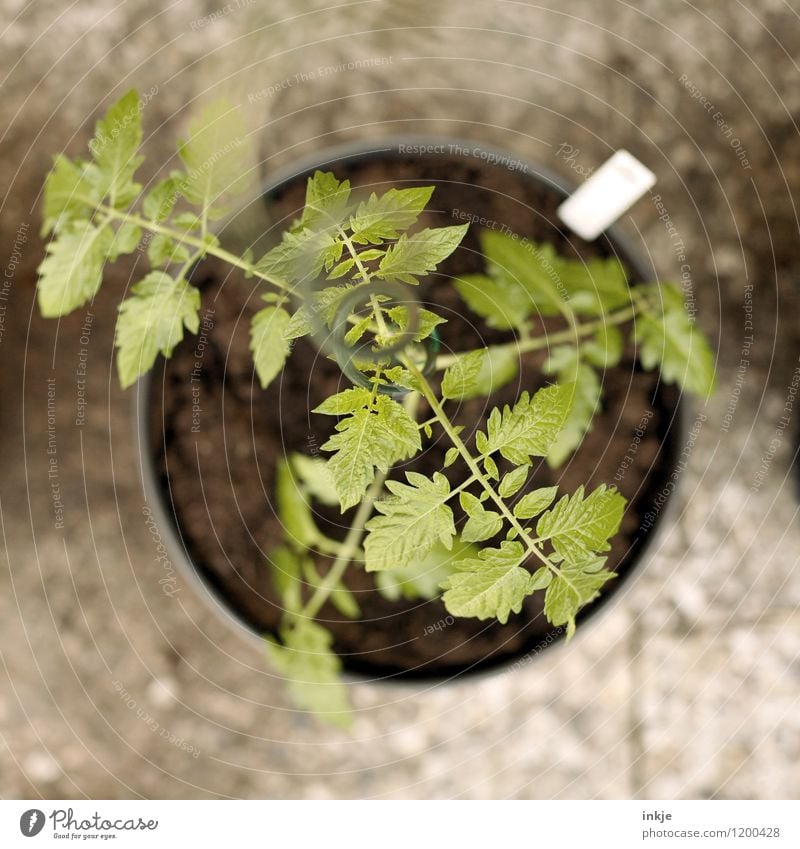 Tomatenpflanze (schwarz) Gartenarbeit Frühling Sommer Nutzpflanze tomatenpflanze Blumentopf Wachstum frisch nachhaltig grün Farbfoto Außenaufnahme Nahaufnahme