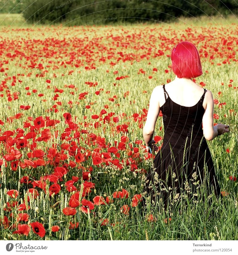 Sie.liess.mich.das.gesicht.. Feld Sommer heiß Physik Grad Celsius gehen Kleid schwarz rot weiß Strahlung falsch rothaarig Mohnfeld wandern Spaziergang grün gelb