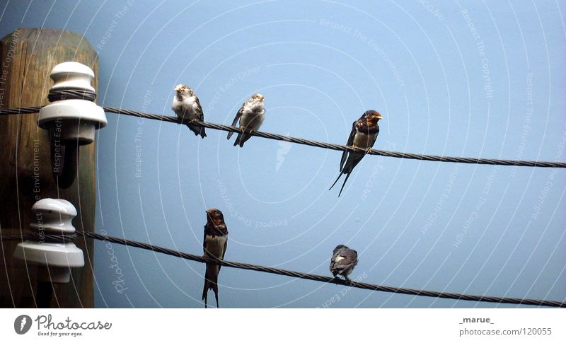 _BETTgestell_ Vogel Schwalben Hochspannungsleitung Feder himmelblau Gezwitscher musizieren Erholung lümmeln Zusammensein Holzpfahl Wald Keramik Isolatoren