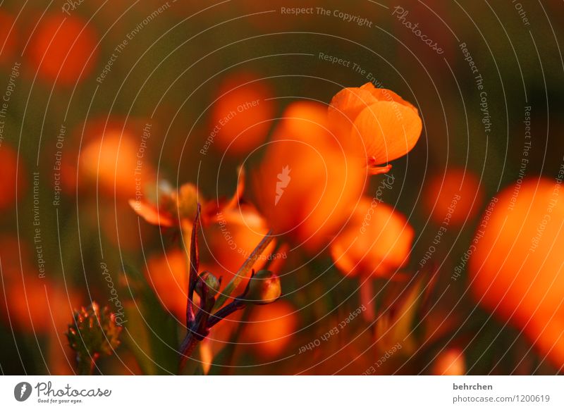 orange Natur Pflanze Frühling Sommer Blume Gras Blatt Blüte Wildpflanze Sumpf-Dotterblumen Garten Park Wiese Feld Blühend Duft verblüht Wachstum schön klein