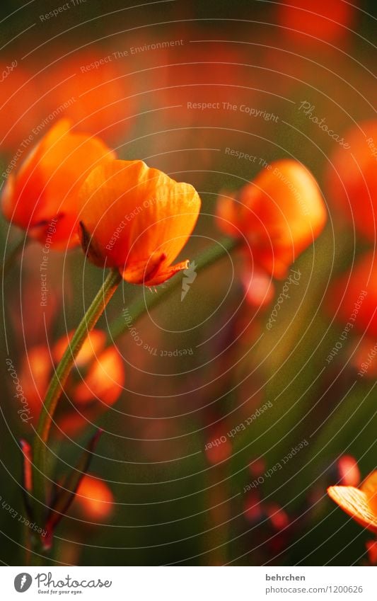 orange Natur Pflanze Frühling Sommer Herbst Schönes Wetter Blume Gras Blatt Blüte Wildpflanze Sumpf-Dotterblumen Blühend Duft verblüht Wachstum schön Kitsch