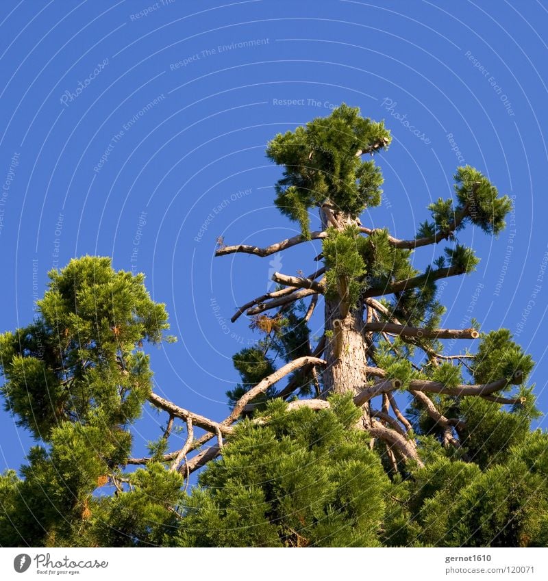 Haarausfall Baum grün Nadelbaum Holz Waldsterben Tod Brennholz Kohlendioxid Sommer blau Himmel alt co² Neutral Schicksal