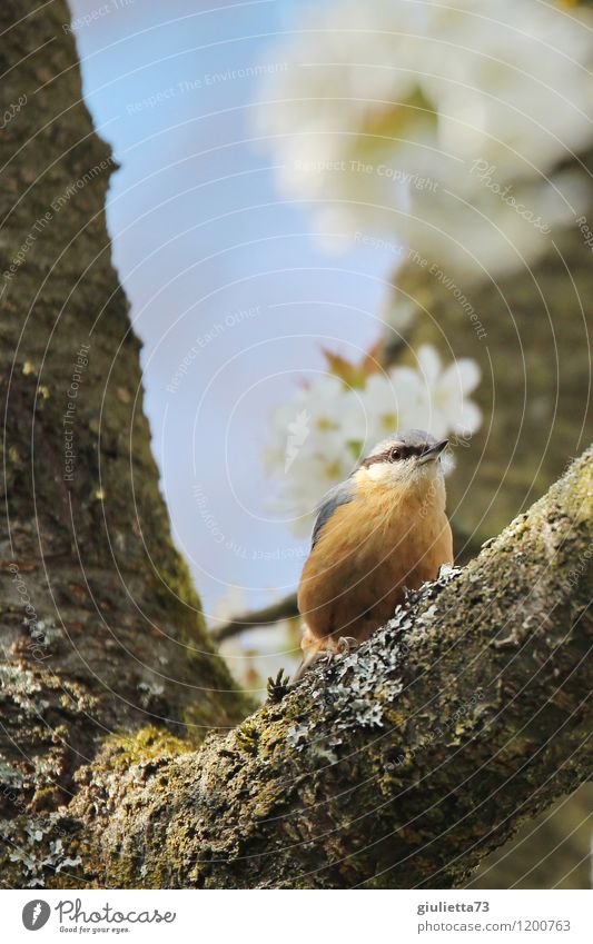 Kleiber im Kirschbaum Natur Tier Frühling Baum Kirschblüten Garten Wildtier Vogel Singvögel 1 beobachten sitzen ästhetisch schön klein natürlich Neugier