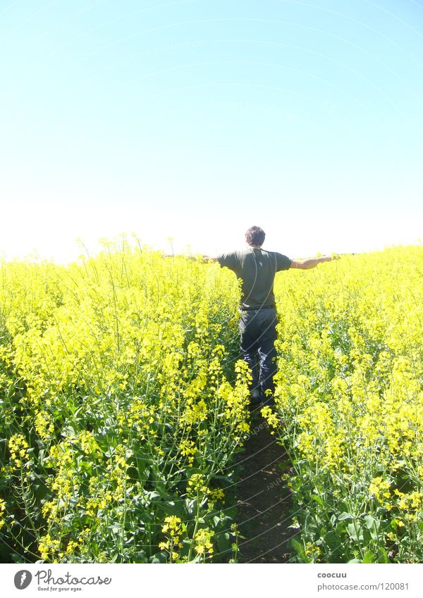 Wachstum Raps Reifezeit Mann gelb Feld Teilung Landwirt einfach Himmel fünfzig Himmel und Erde Sonne Abschied