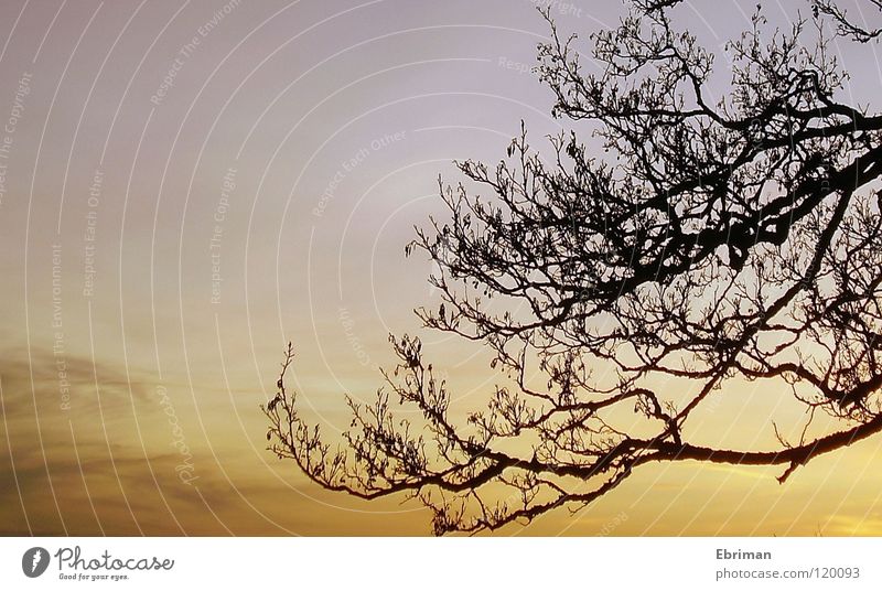 Ausgewachsen Baum Wolken beige weiß schwarz Sonnenuntergang Schleier Stimmung ruhig Sonnenaufgang Pastellton Licht laublos Winter verzweigt Geäst See Himmel