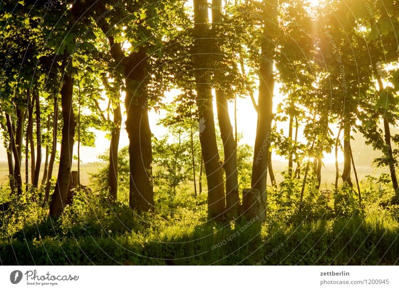 Bahnhof Baabe baabe Landschaft Mecklenburg-Vorpommern mönchgut Ostsee Ferien & Urlaub & Reisen Reisefotografie Rügen Tourismus Baum Baumstamm Ast Zweig Urwald