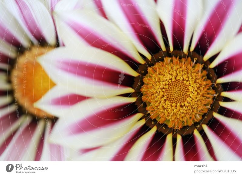 Mittagsgold Natur Pflanze Sommer Klima Blume Blüte Stimmung Gazanie schön Blühend sommerlich Schwache Tiefenschärfe Blütenblatt Farbfoto Außenaufnahme