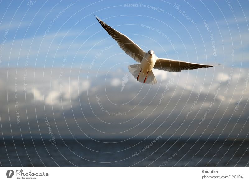 Aufschwung Ost Möwe Meer weiß Küste Ferien & Urlaub & Reisen Segeln Wärme Erholung träumen Vogel Lachmöwe Wellen Strand Luft Strömung aufsteigen Erfolg Vorteil