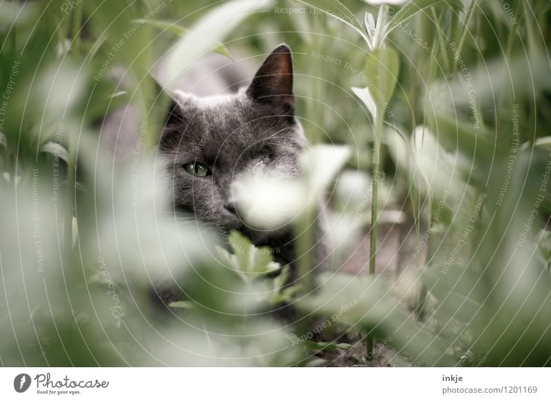 Katzenleben - Tarnung ist alles Natur Pflanze Tier Frühling Sommer Grünpflanze Blumenbeet Stengel Garten Beet Haustier Tiergesicht 1 Erholung liegen Blick