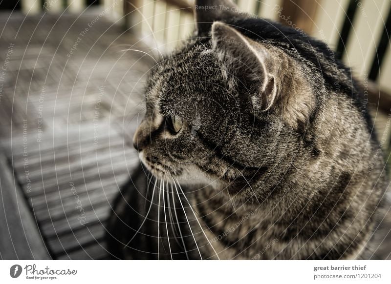 Balkonkatze Tier Haustier Katze Tiergesicht Fell 1 beobachten warten schön einzigartig kuschlig listig nah Neugier braun gelb Tierliebe Interesse Stolz