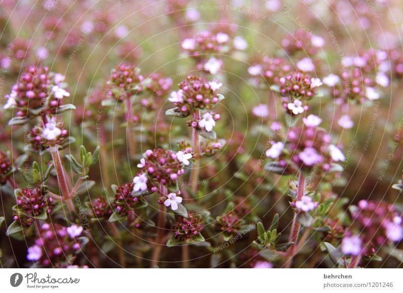 schmackhaft Natur Pflanze Sommer Blume Blatt Blüte Nutzpflanze Kräuter & Gewürze Oregano Thymian Majoran Garten Park Wiese Blühend Duft verblüht Wachstum schön