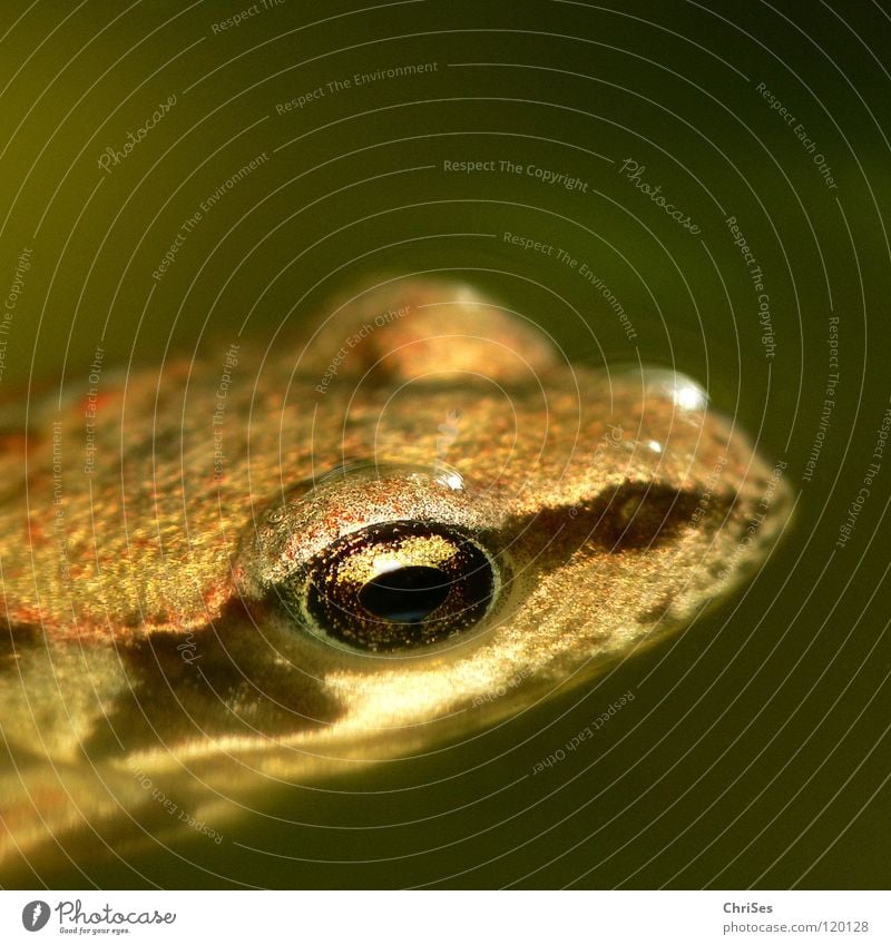 Gross geworden: Grasfrosch (Rana temporaria) Lurch Tier hüpfen springen Wiese Feld Moorfrosch Unke Ekel Sommer Teich Quaken braun Blick Allgäu Makroaufnahme