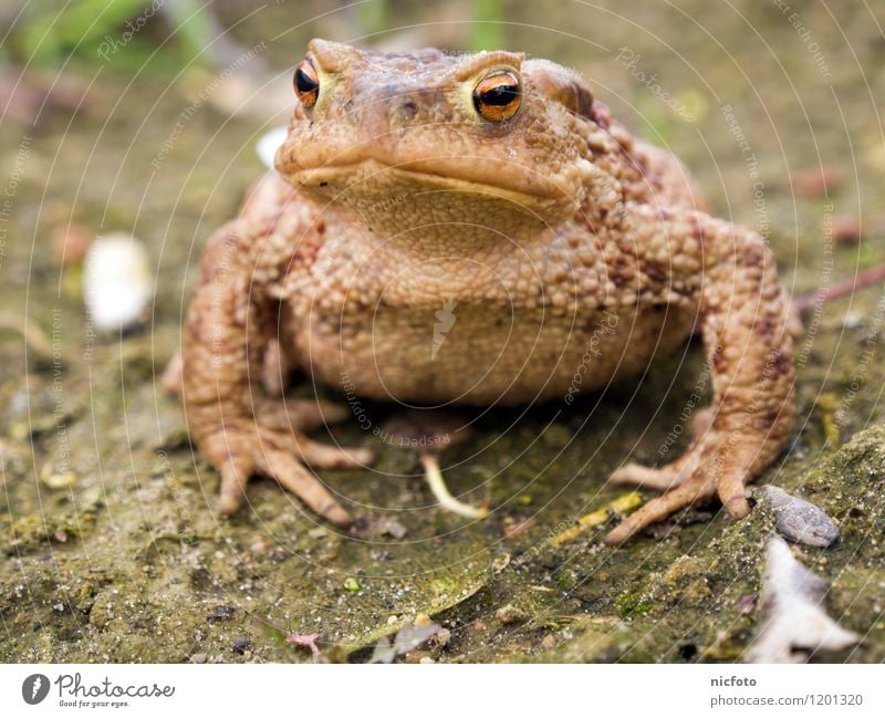 Kröte denkt nach Tier Frosch 1 beobachten nass schleimig braun grün ruhig Farbfoto Gedeckte Farben Außenaufnahme Nahaufnahme Tag Zentralperspektive Tierporträt