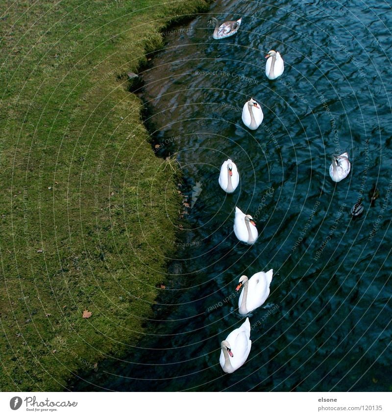 ::DER SCHWAN DER AUS DER REIHE TANZT:: Tier Zusammensein Außenseiter Psychoterror Gesellschaft (Soziologie) Schwan Fluss Bach Vogel extra wurst alleingänger