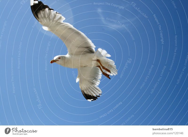 Möve in Venedig Vogel Tier Luft möve Himmel fliegen