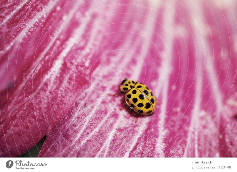 Pünktchen rosa Blume Blüte Marienkäfer gepunktet gelb schwarz Insekt Sommer Käfer microkosmos Punkt