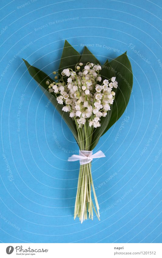 Maiglöckchen Pflanze Frühling Blatt Blüte Blume Blumenstrauß Duft einfach elegant schön blau grün weiß Frühlingsgefühle rein unschuldig Farbfoto Innenaufnahme