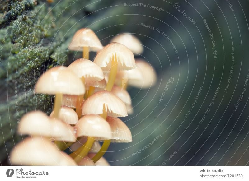 Pilzparty Natur Pflanze Wachstum Pilzhut Pilzkopf Wetterschutz Regenschirm Holz Pilzsucher Suche Jagd Makroaufnahme Farbfoto Außenaufnahme Starke Tiefenschärfe