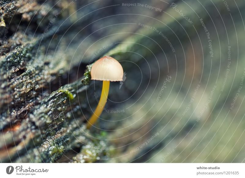 Kleiner Regenschirm Umwelt Natur Pflanze Wachstum Pilzhut Pilzkopf klein Sammlung Baby Holz Farbfoto Außenaufnahme Makroaufnahme Textfreiraum rechts Licht