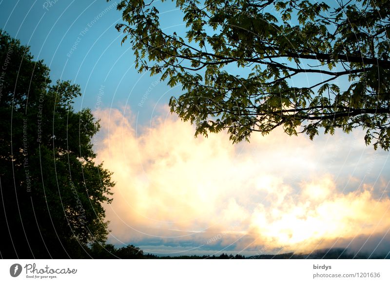 Abendstimmung Natur Himmel Wolken Horizont Sonnenaufgang Sonnenuntergang Sonnenlicht Frühling Sommer Baum Ast leuchten ästhetisch außergewöhnlich hell positiv