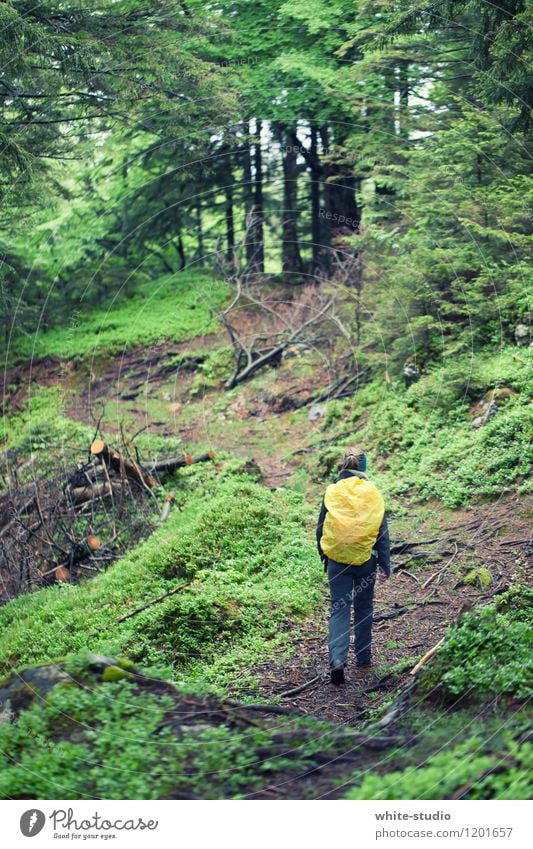 Into the Woods Ferien & Urlaub & Reisen Tourismus Ausflug Abenteuer Sommerurlaub Berge u. Gebirge wandern feminin Junge Frau Jugendliche Erwachsene 1 Mensch