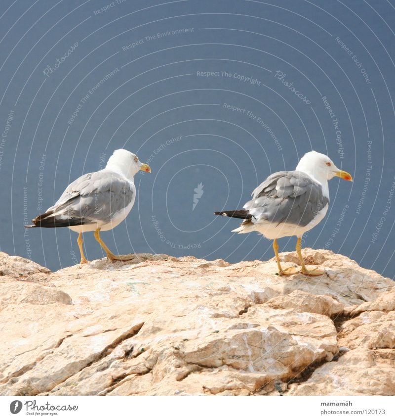 Ich mach nen Abflug! Teil 1 Möwe See Meer stehen Schnabel Langeweile Vogel Seemöwe Stein Felsen Feder Fuß Himmel Berge u. Gebirge Ausschau halten